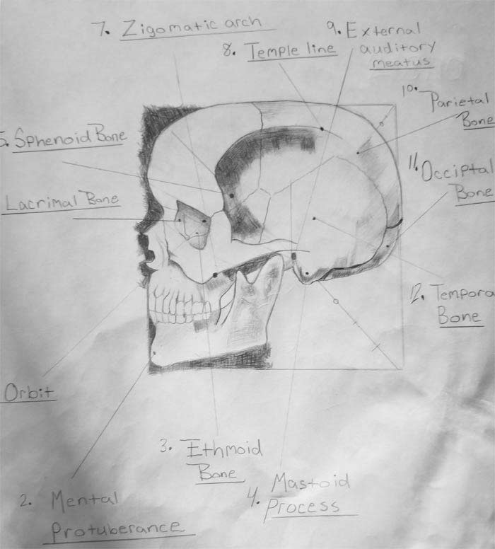 Sketches by Robert, Anatomy Master Class student