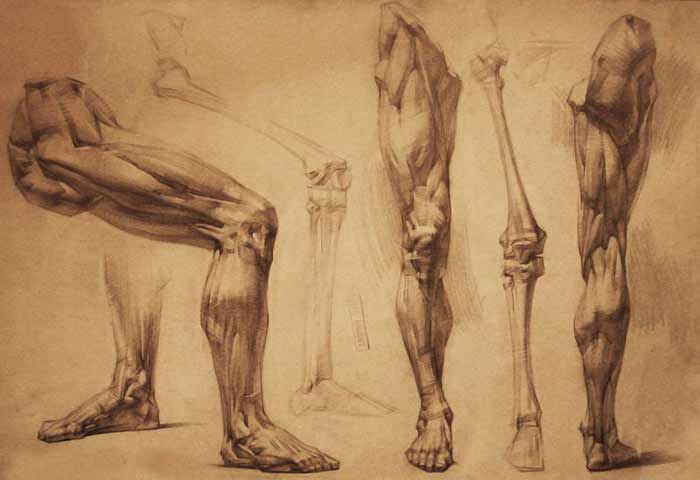 Lower Limb Anatomy