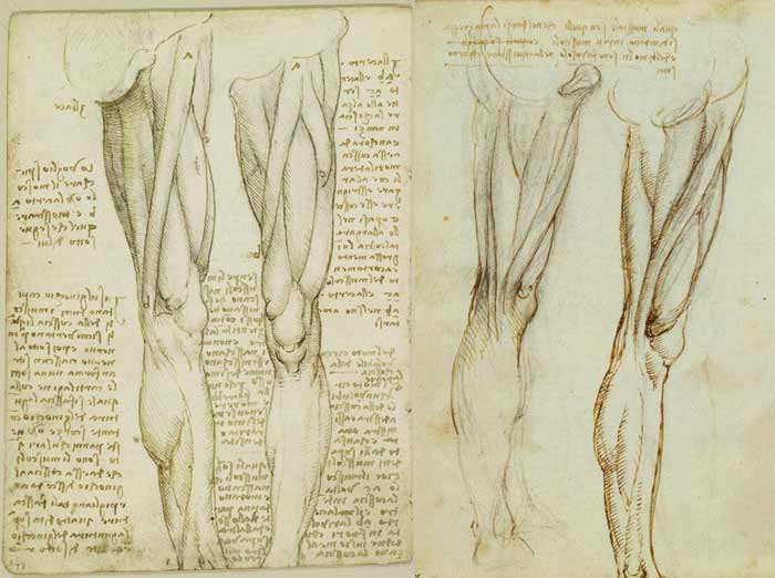 Anatomy of the Leg