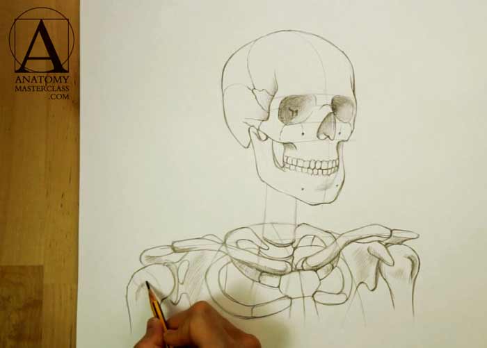 Head, Neck and Shoulders Skeletal Anatomy