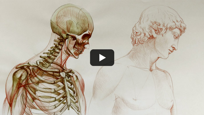 Free Anatomy Lessons for Artists - Anatomy Master Class