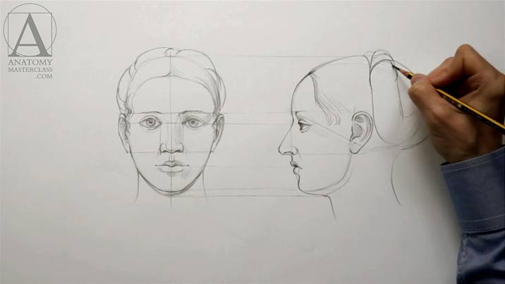 Human Head Proportions