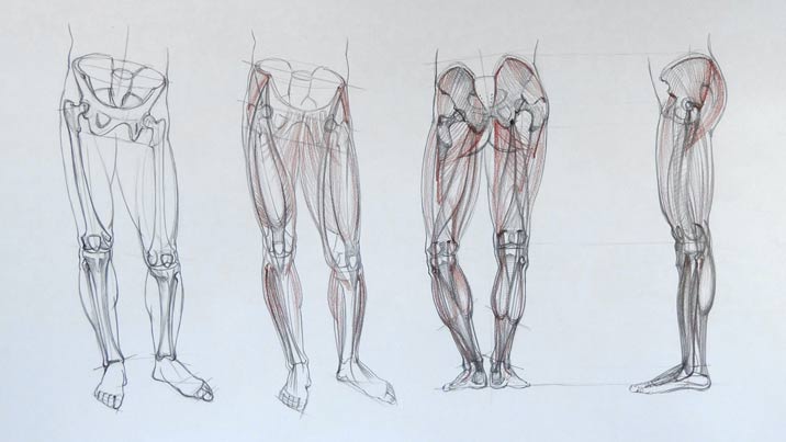 Anatomy of the Leg