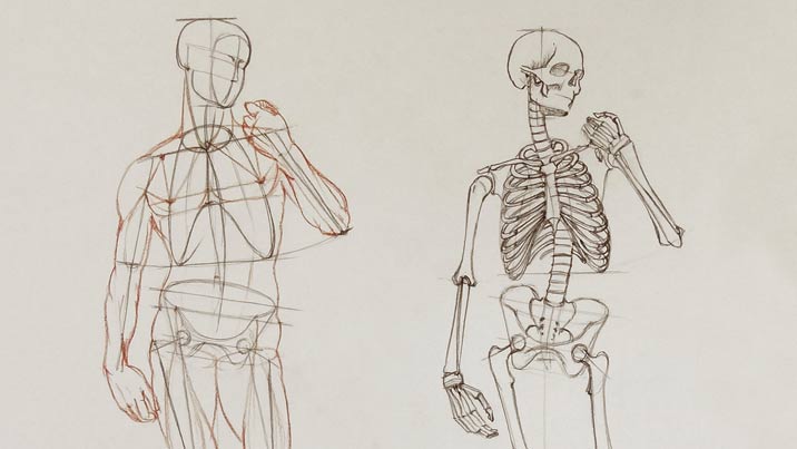 Human Body Anatomy