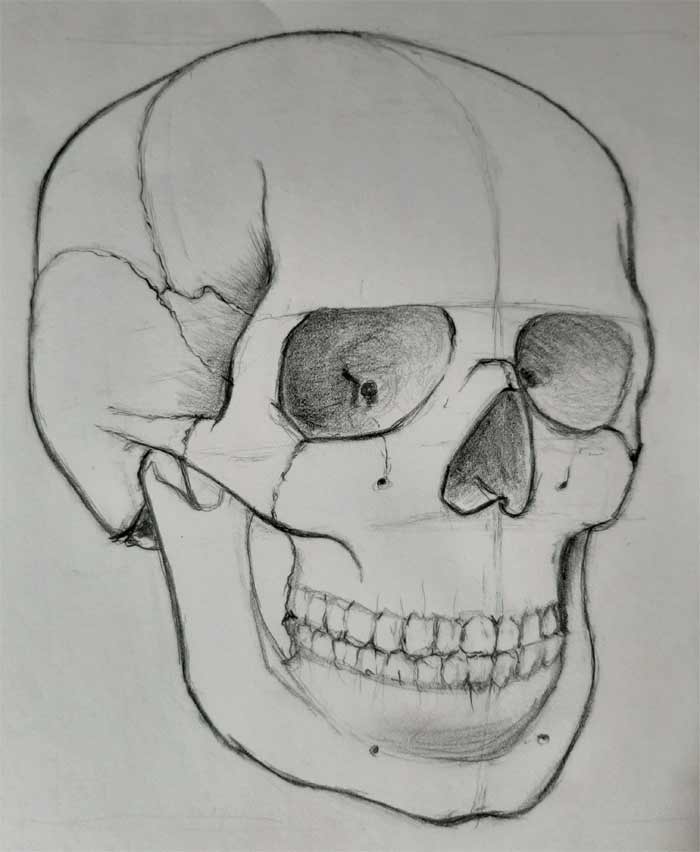 Drawing of a Skull