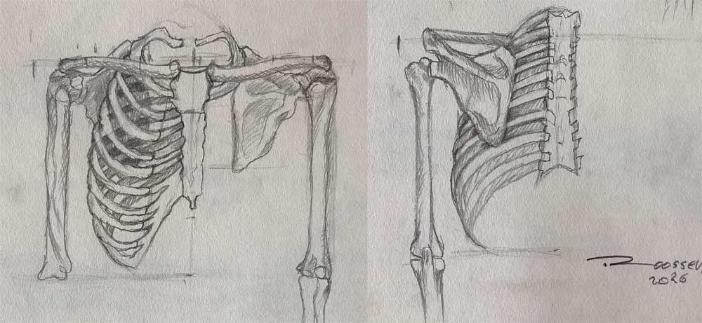 Anatomy Drawings by Roossevelt