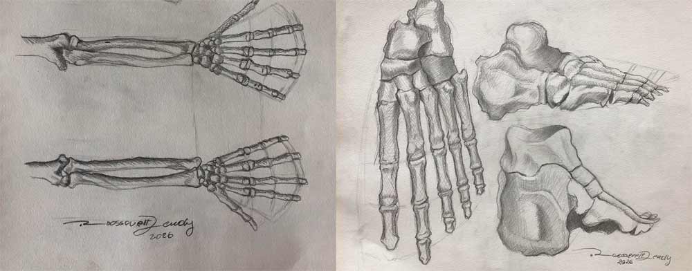 Anatomy Drawings by Roossevelt