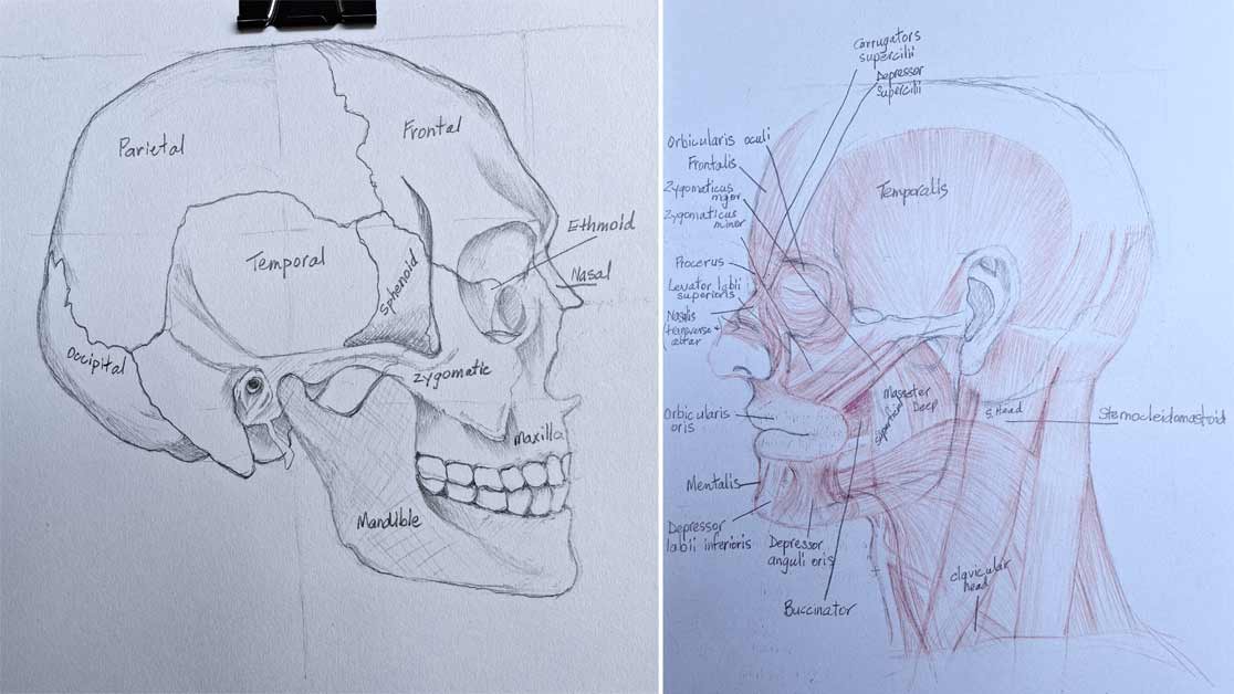 Anatomy study - Artworks by Margaret B., Anatomy Master Class student