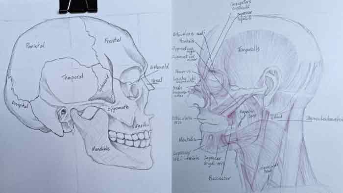 Anatomy Master Class Students Gallery