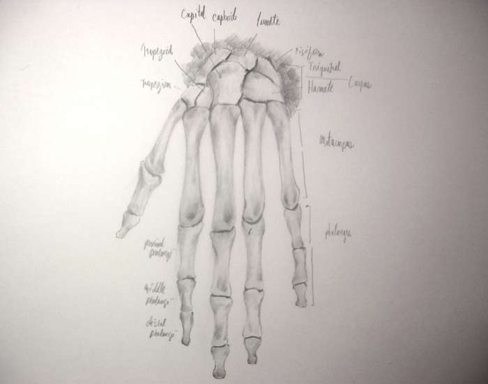 Hand bones - Drawing by Stephane, Anatomy Master Class student