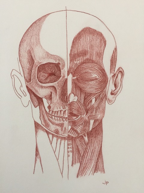 Anatomy Drawing Skills In Doctor S Practice