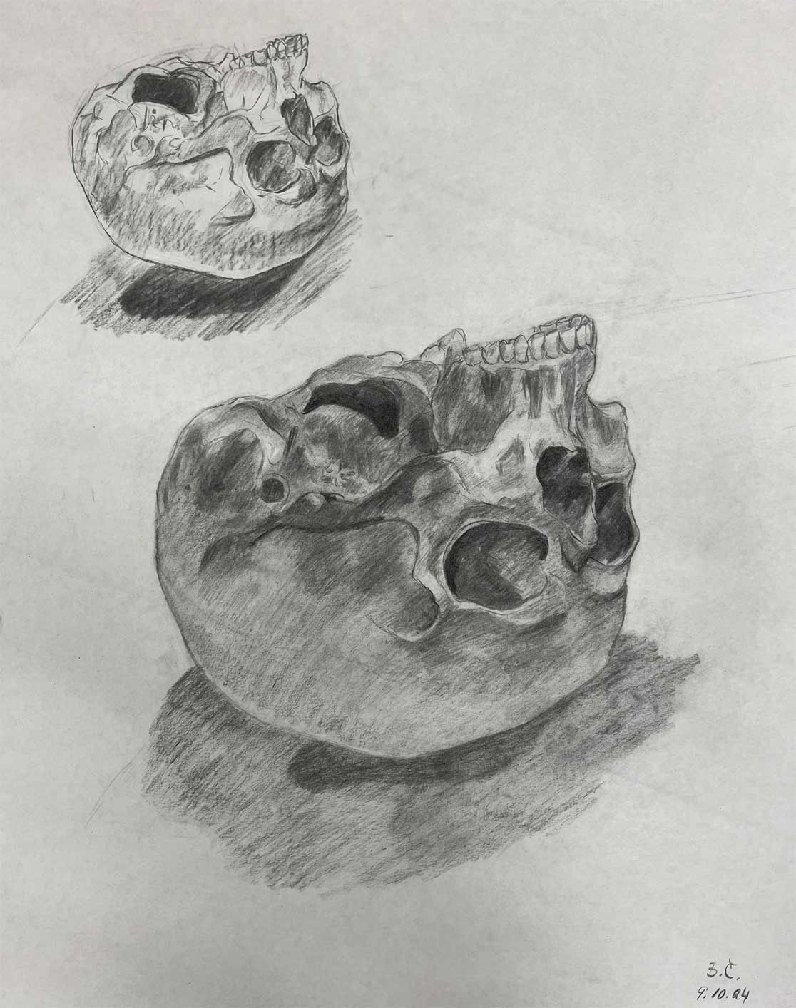 Skull Drawings - Artworks by Barbora Cemanova