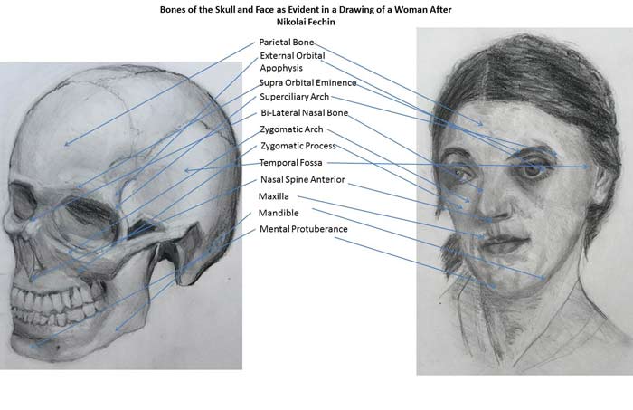 Study of the Skull and Face - Artwork by Dan, Anatomy Master Class student