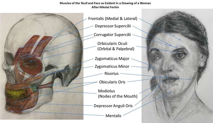 Study of the Skull and Face - Artwork by Dan, Anatomy Master Class student