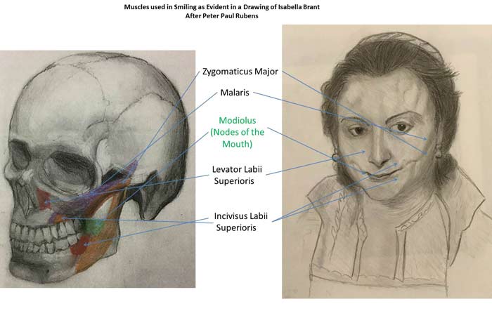 Study of the Skull and Face - Artwork by Dan, Anatomy Master Class student