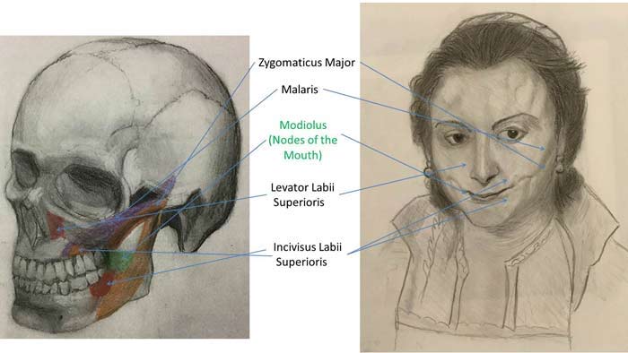 Study of the Skull and Face