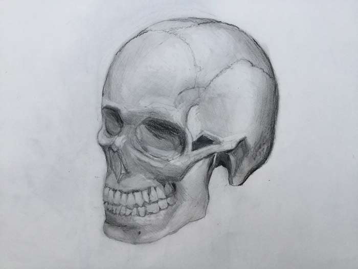 Study of the Skull and Face - Artwork by Dan, Anatomy Master Class student