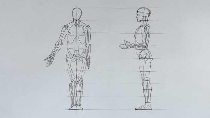 Human Figure Proportions - Anatomy course for artists
