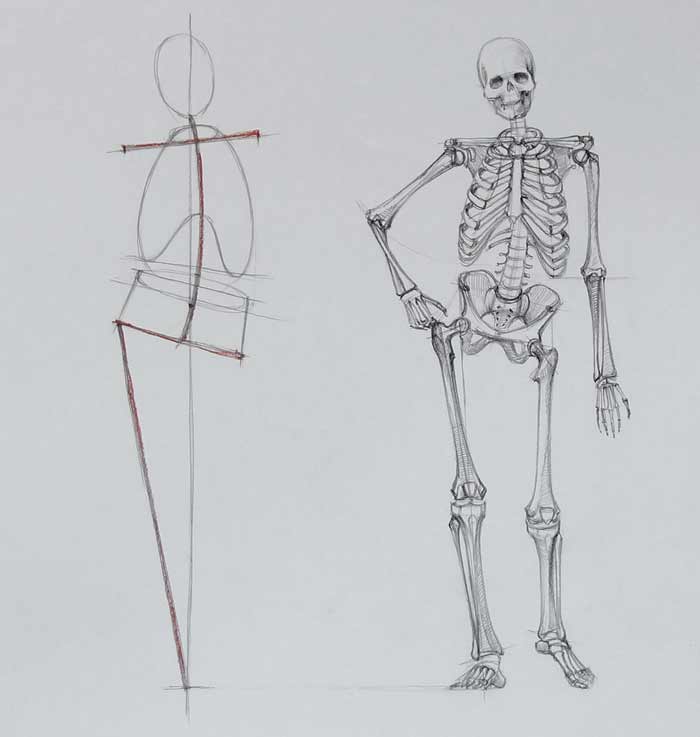 Human Body Skeleton - Anatomy course for artists