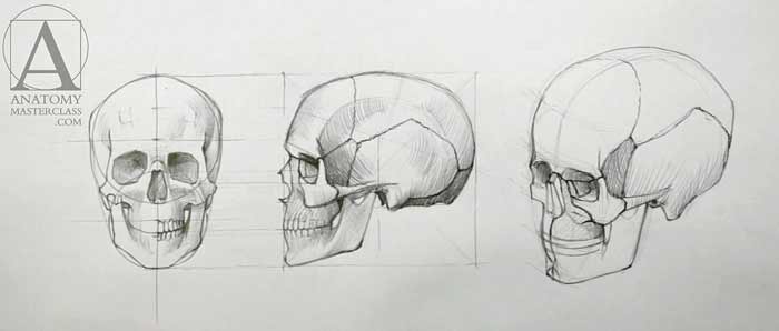 how to draw a human skull step by step