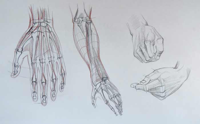 Character Anatomy | Hands