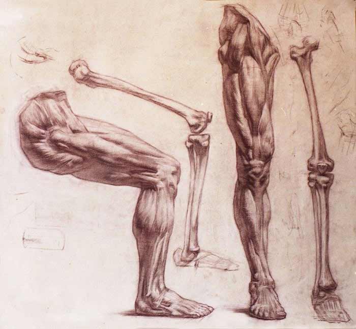Lower Limb Anatomy - Anatomy course for artists - EroFound