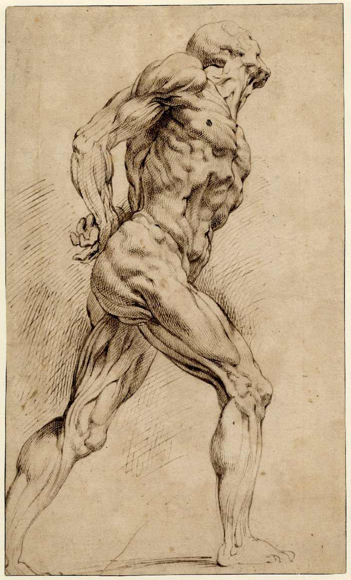 leg muscle drawing