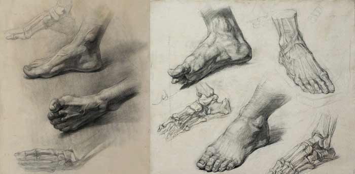 Foot Anatomy