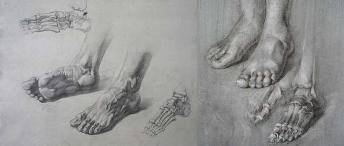 Foot Anatomy