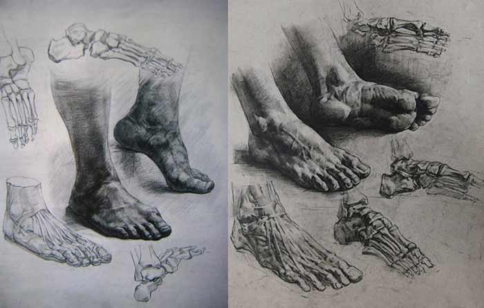 Foot Anatomy