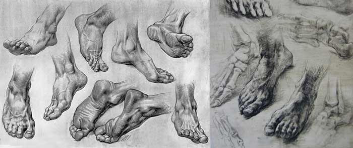 Foot Anatomy