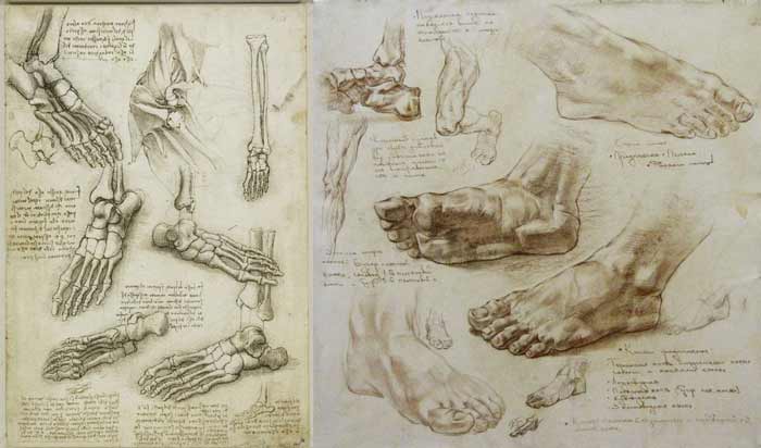 Foot Anatomy