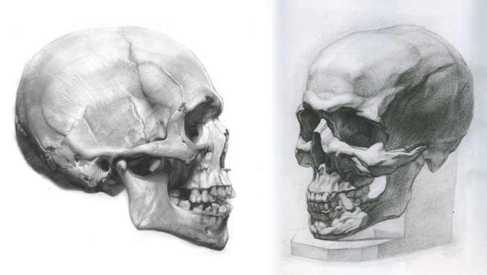 Free Video - Skull Anatomy | Anatomy Master Class