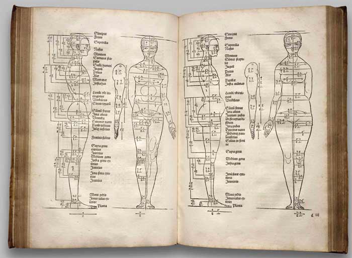 How to measure proportions of a human body? - Anatomy Master Class