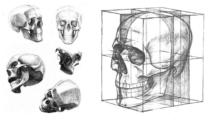 skull anatomy sketch