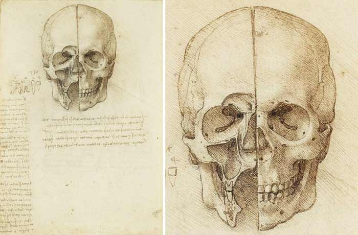 skull anatomy sketch