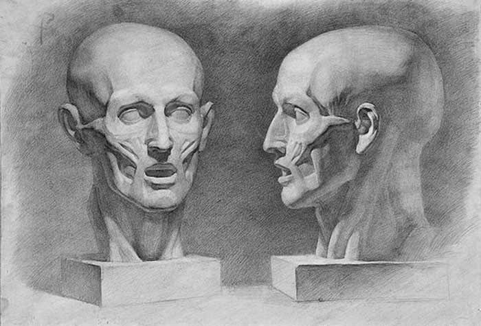 Face-Anatomy