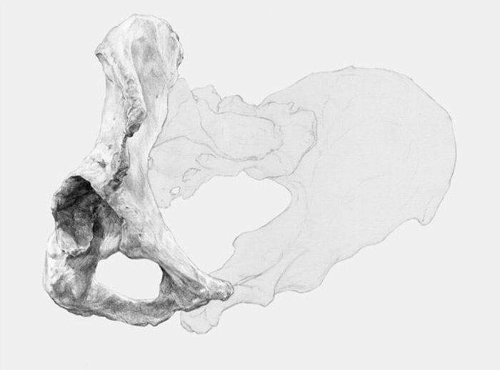 Pelvis Anatomy