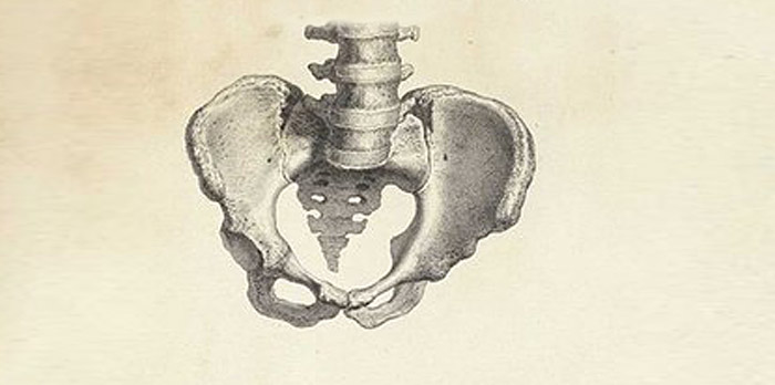 Pelvis Anatomy - Anatomy course for artists