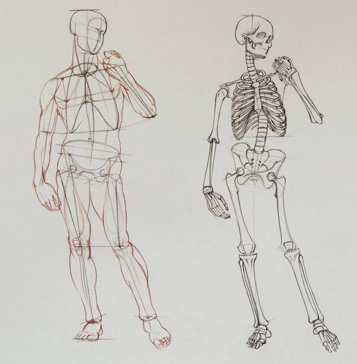 Human Body Anatomy Anatomy course for artists