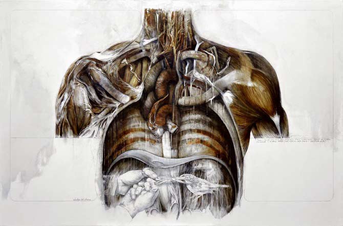 Beautiful-Anatomical-artworks-by-Nunzio-Paci