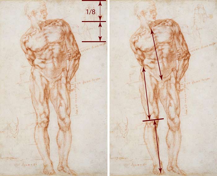 How to measure proportions of a human body