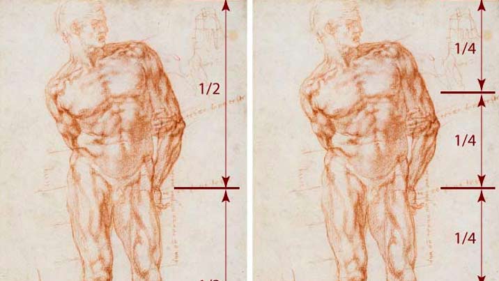 How to measure proportions of a human body