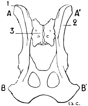Fig. 49