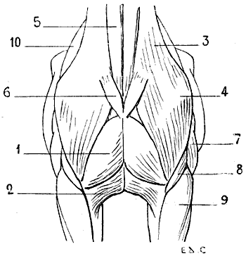 Fig. 66