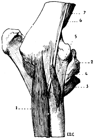 Fig. 78