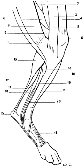 Fig. 87